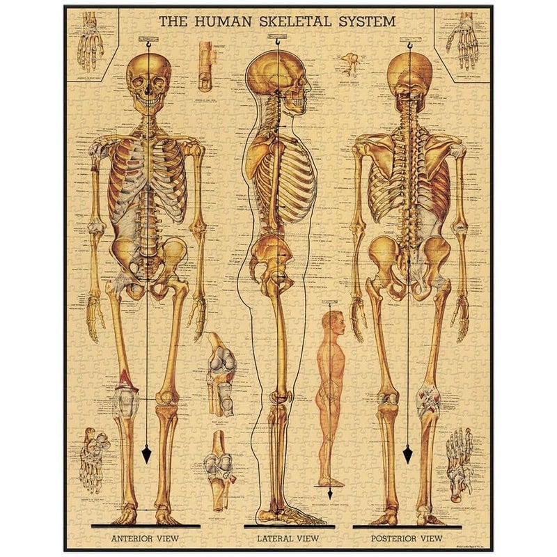 CAVANILLI & CO. Cavallini Papers & Co. Skeletal System 1,000 Piece Puzzle, Multi - Image 2